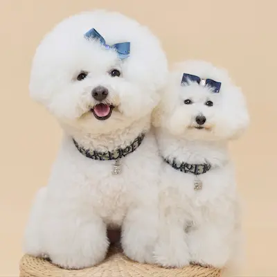 比熊 麥麥 X 白貴賓 塔塔