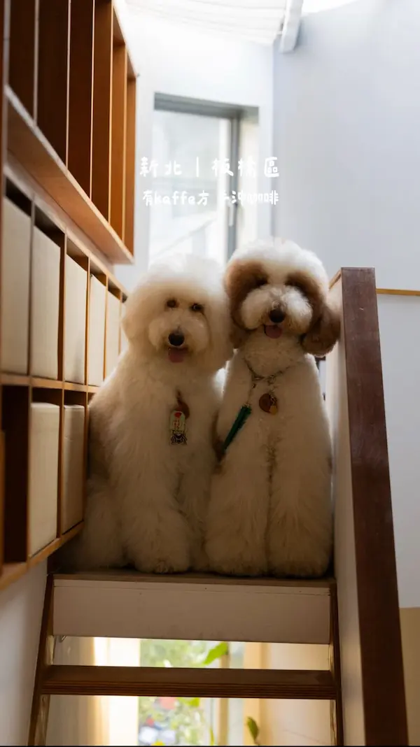 有kaffe冇/新埔店.新北手沖咖啡 新北咖啡豆 板橋區咖啡廳 板橋咖啡豆