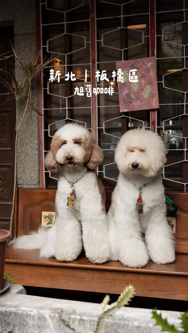 旭舊咖啡 Shiujiou’s cafe!