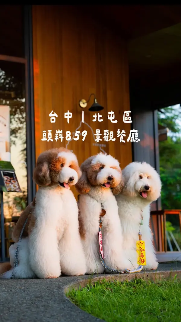 頭嵙859 景觀餐廳|大坑餐廳|台中景觀餐廳|下午茶餐廳|寵物友善餐廳|大坑景點|大坑美食|場地租借